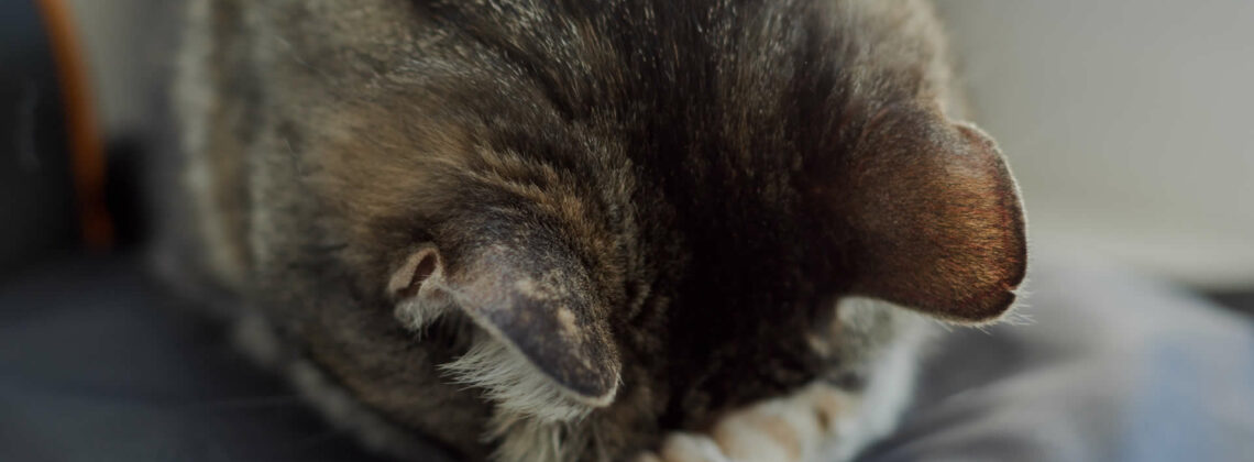 Why Is My Cat Sleeping Face Down