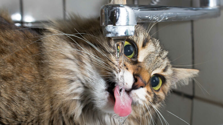 Cat Drinking a Lot of Water and Meowing