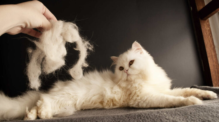 Why Is My Cat Shedding So Much? 8 Reasons & What To Do