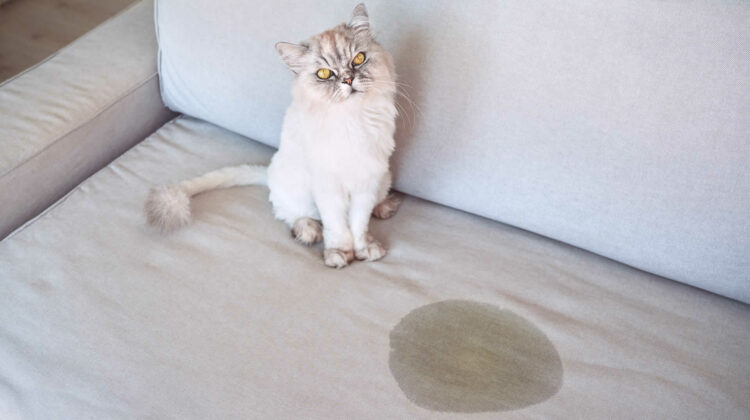 How to Get Cat Pee Out of a Couch