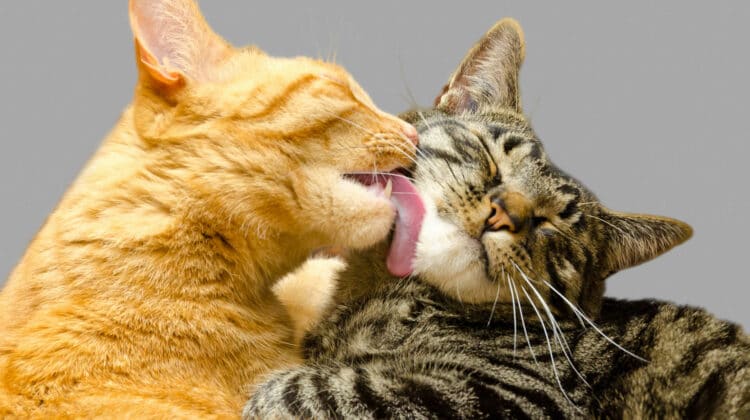 Male Cats vs Female Cats – Pros and Cons