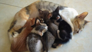 When Can Kittens Leave Their Mom? Newborn Kitten Advice