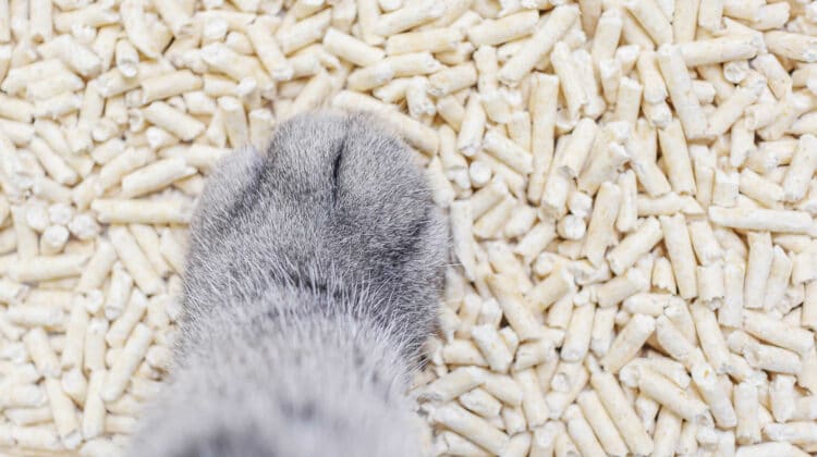 Are Pine Pellets Safe For Cats