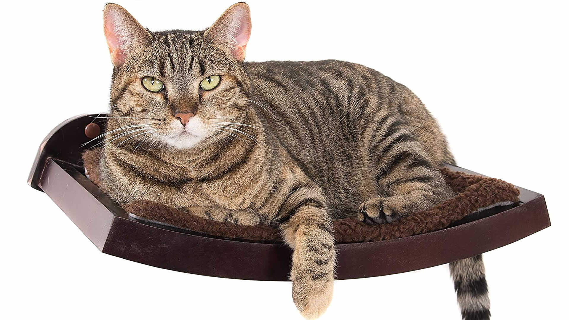 Art of Paws Cat Shelf Cat Perch Cat Bed with Curved Cat Hammock Design