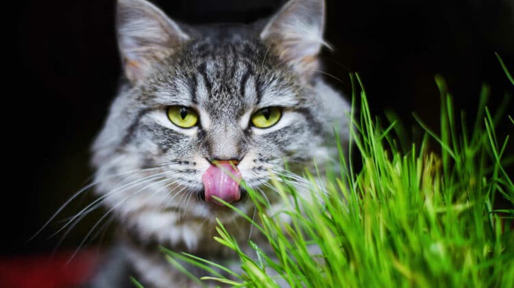 cat vomits hairball every day