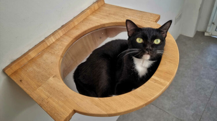 Cat Wall Shelves