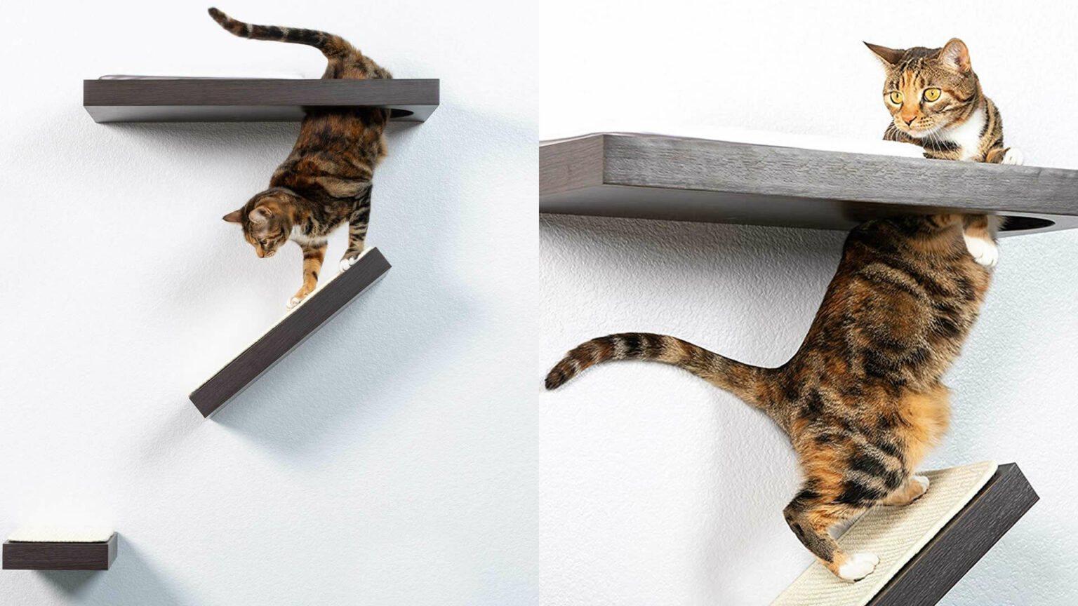 15 Decorative Cat Wall Shelves The Latest Trend for the Modern Home