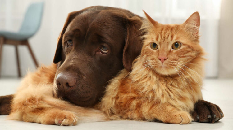 Cat-Proof Dog Door