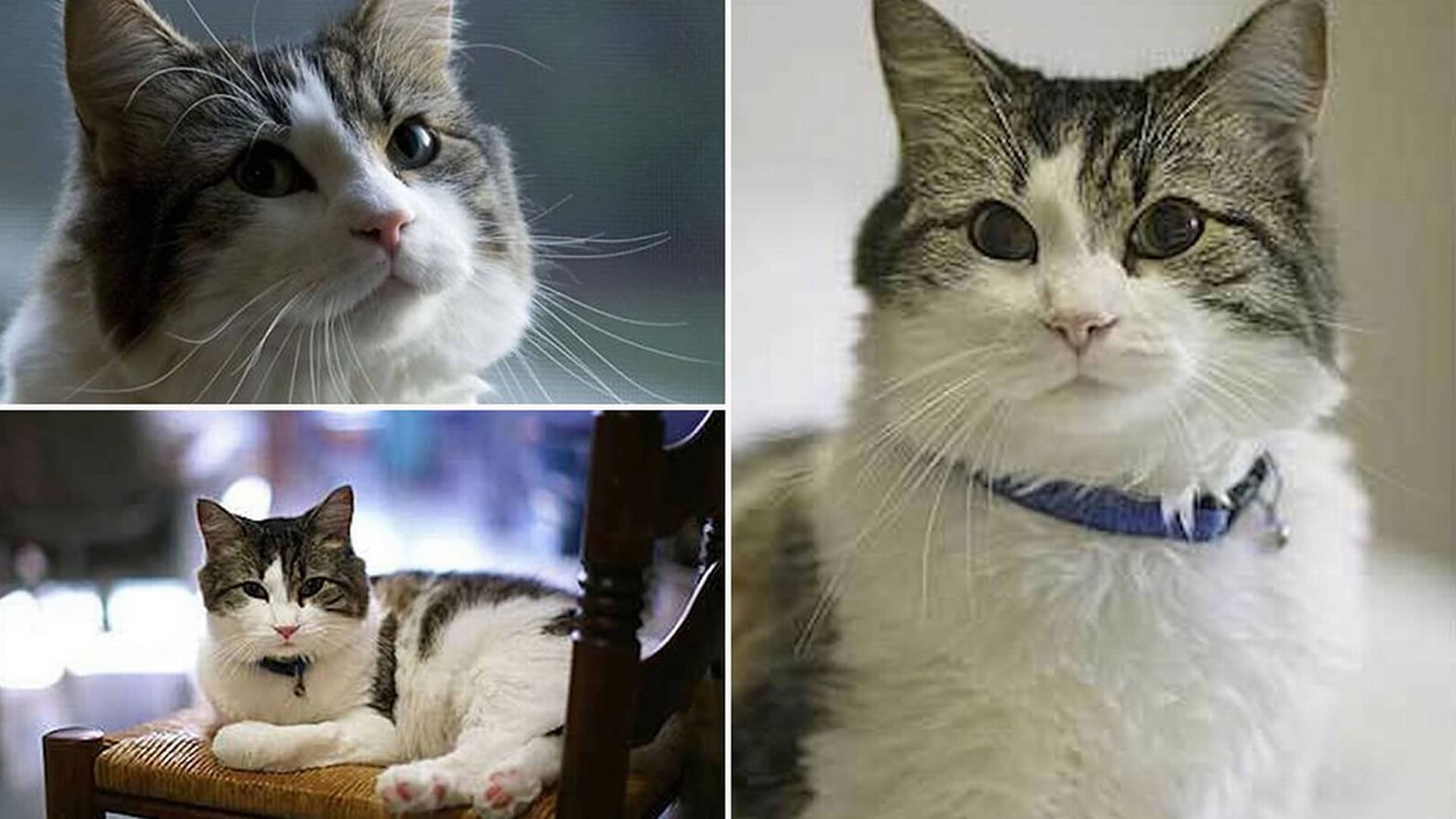 Do Cats Know When You re Sick How Can They Sense Illness 