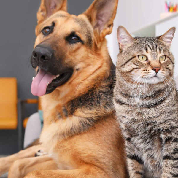 How to Tell if Cat Mating Was Successful 10 Signs to Look for