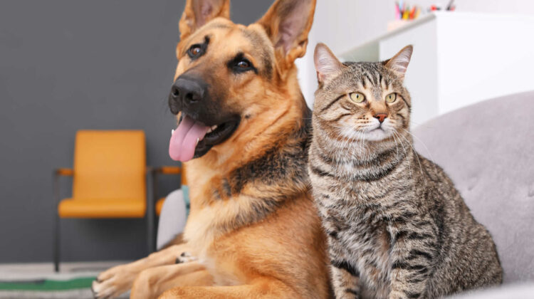 can dogs be alergic to cats