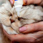 Can You Use Human Eye Drops on Cats