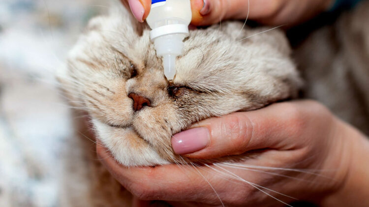 Can You Use Human Eye Drops on Cats