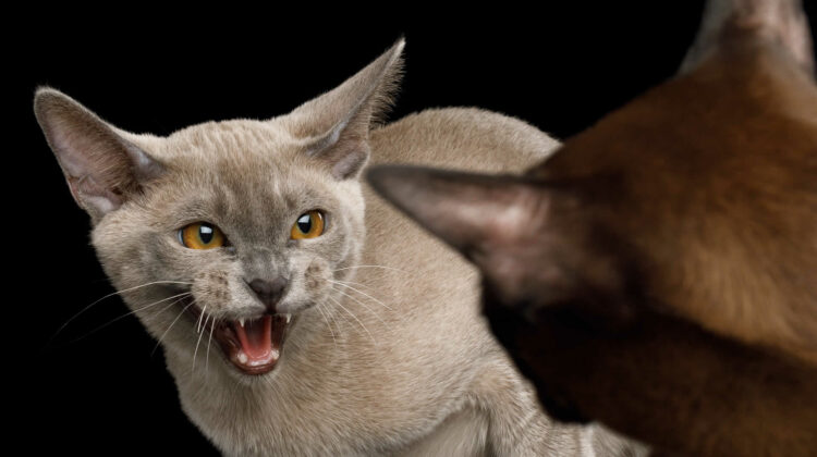 Cat Hissing at Other Cat After Vet