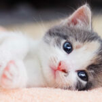 Flea Treatment for Kittens Under 12 Weeks