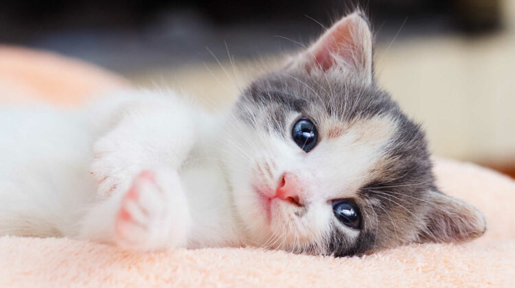 Flea Treatment for Kittens Under 12 Weeks