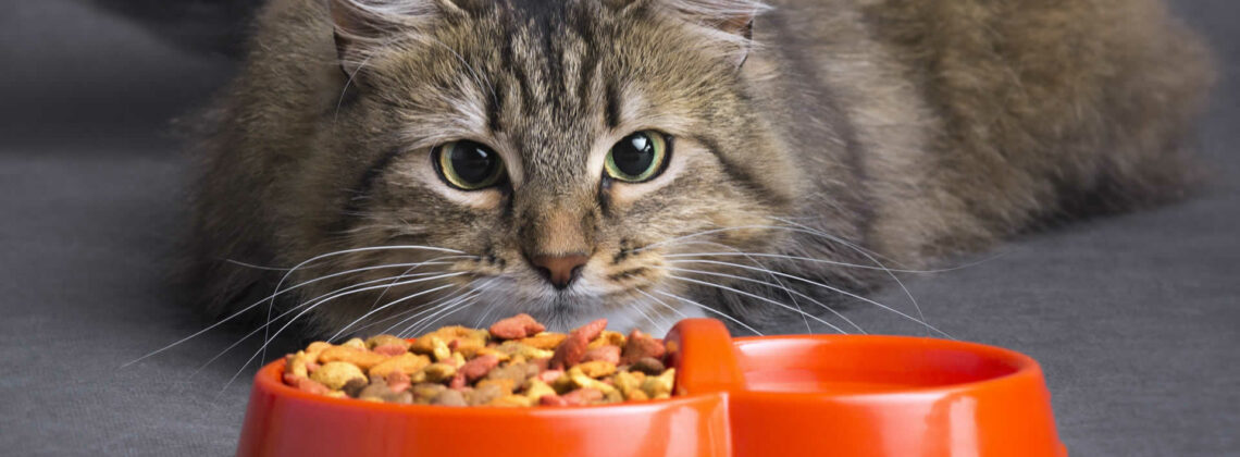 Can Cats Taste Spicy Food