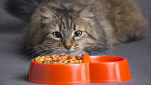 Can Cats Taste Spicy Food? Cat Taste Buds Explained!