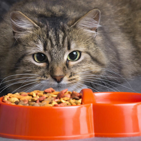 Wood Pellet Cat Litter Pros and Cons & Top 6 Options