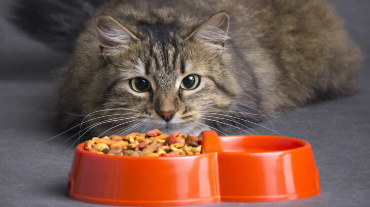 can-cats-taste-spicy-food-cat-taste-buds-explained