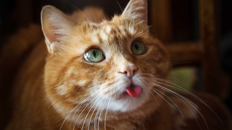 Cat Coughing With Tongue Out