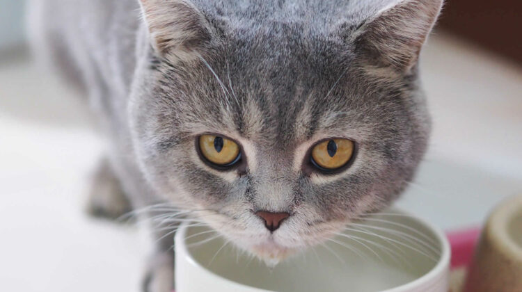 My Cat Coughs After Drinking Water: Why & Should I Worry? - WE LOVE ANIMALS