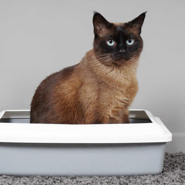 Wood Pellet Cat Litter Pros and Cons & Top 6 Options