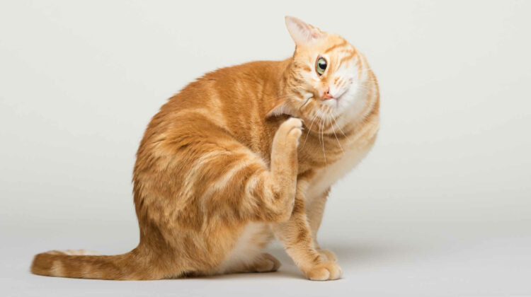 Why Does My Cat Keep Scratching Me Cheap Shop, Save 51% | idiomas.to