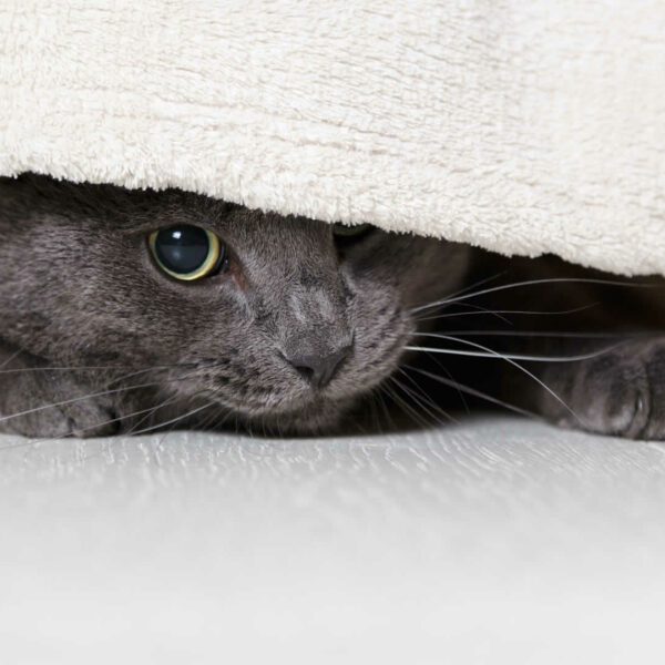 My Cat Keeps Gagging But Nothing Comes Out Why & What To Do