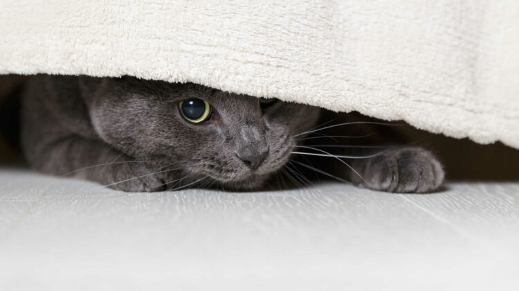 New Cat Hiding Under The Bed