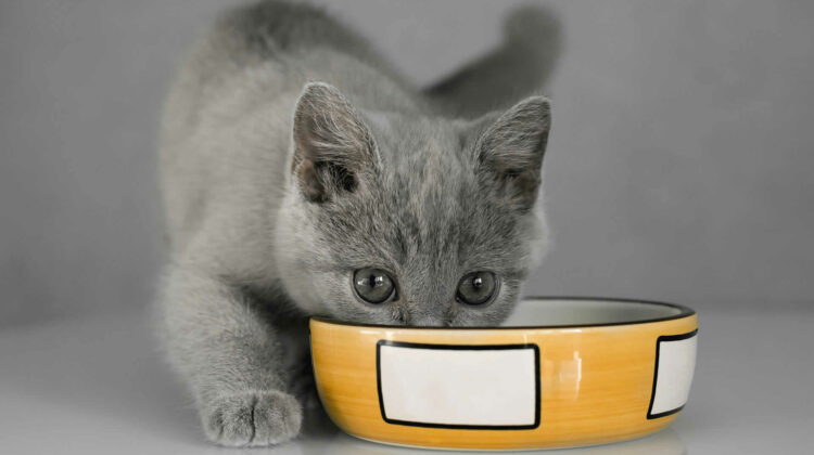 when do kittens start eating