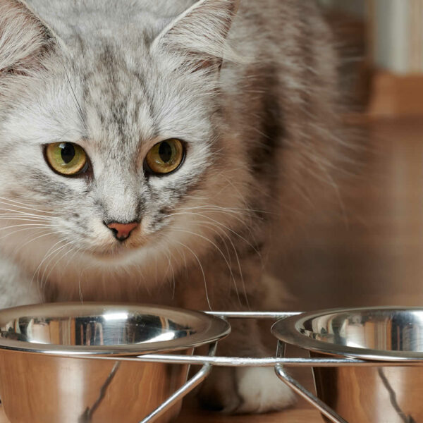 Wood Pellet Cat Litter Pros and Cons & Top 6 Options