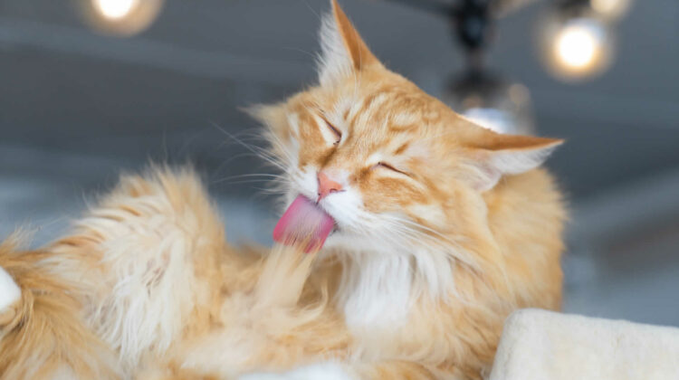 Cat Licking