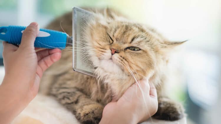 Cat comb for 2024 long haired cats