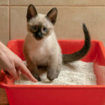 Cat Suddenly Pooping Outside Of The Litter Box