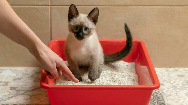 Cat suddenly pooping outside litter outlet box