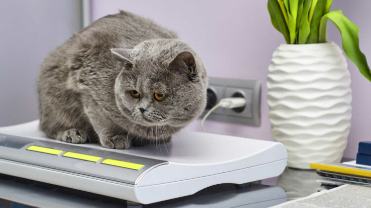 Cat Weighing Scales