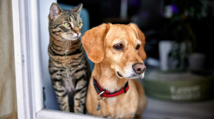 Best dog clearance proof litter box