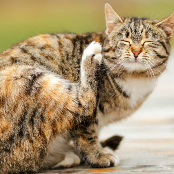 12 Reasons Your Cat is Making Weird Mouth Movements