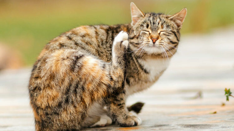 Cat Scratching Ears Until They Bleed: Why & How to Help