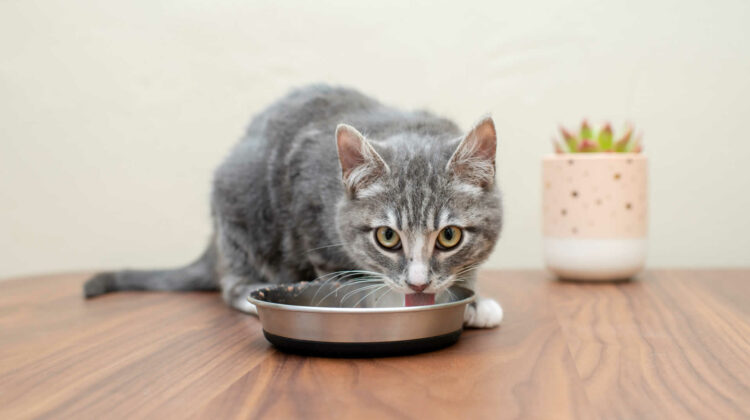 Cats and shop chicken broth