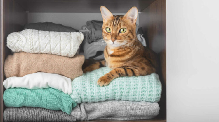 why-does-my-cat-lay-on-my-clothes-6-common-reasons