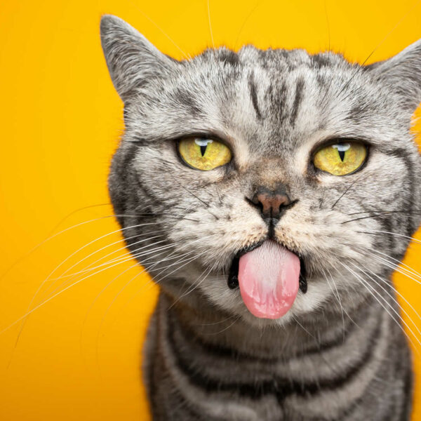 12 Reasons Your Cat is Making Weird Mouth Movements