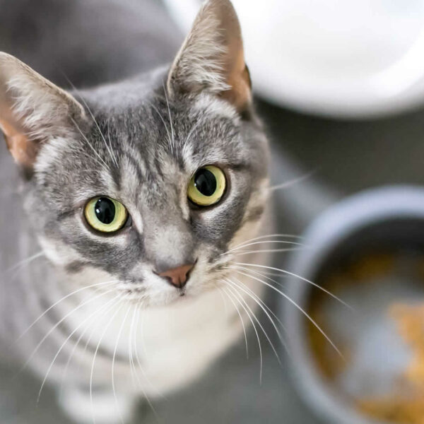 Do Kittens Need Wet Food? Best Wet & Dry Foods for Kittens