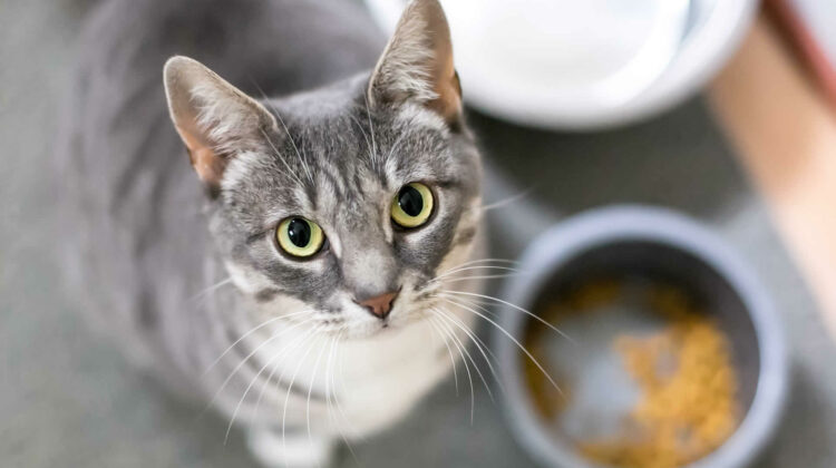 Cat puking clearance up undigested food