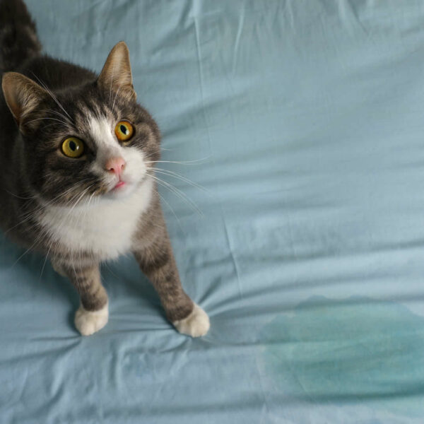 Cat Hissing at Other Cat After Vet Why & How to Stop Fights