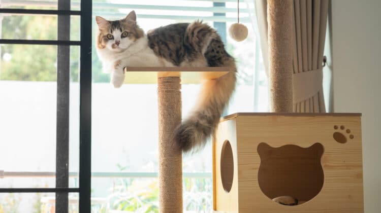 Cat Trees That Aren’t Ugly