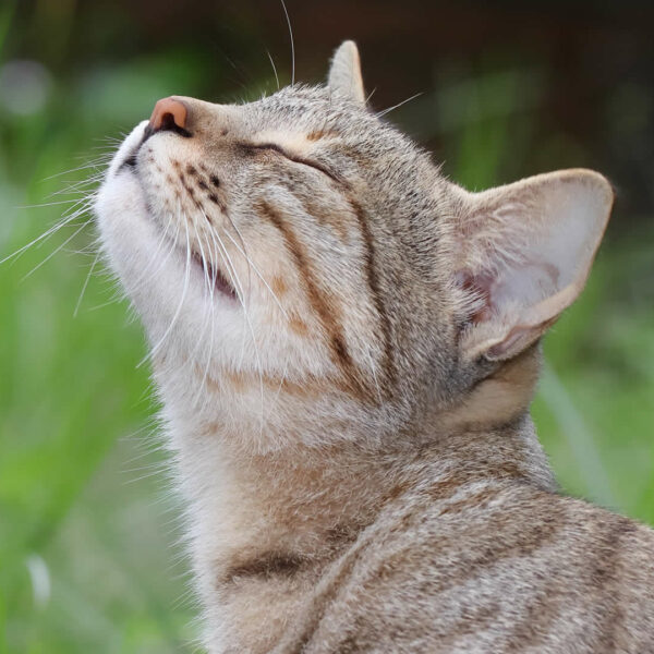 Cat Hissing at Other Cat After Vet Why & How to Stop Fights