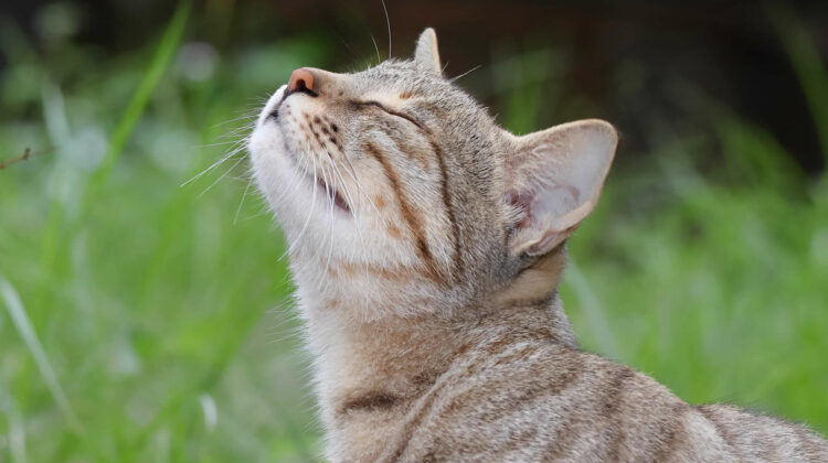 Cat repellent to outlet stop peeing