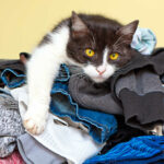 How to Stop a Cat from Peeing on Clothes